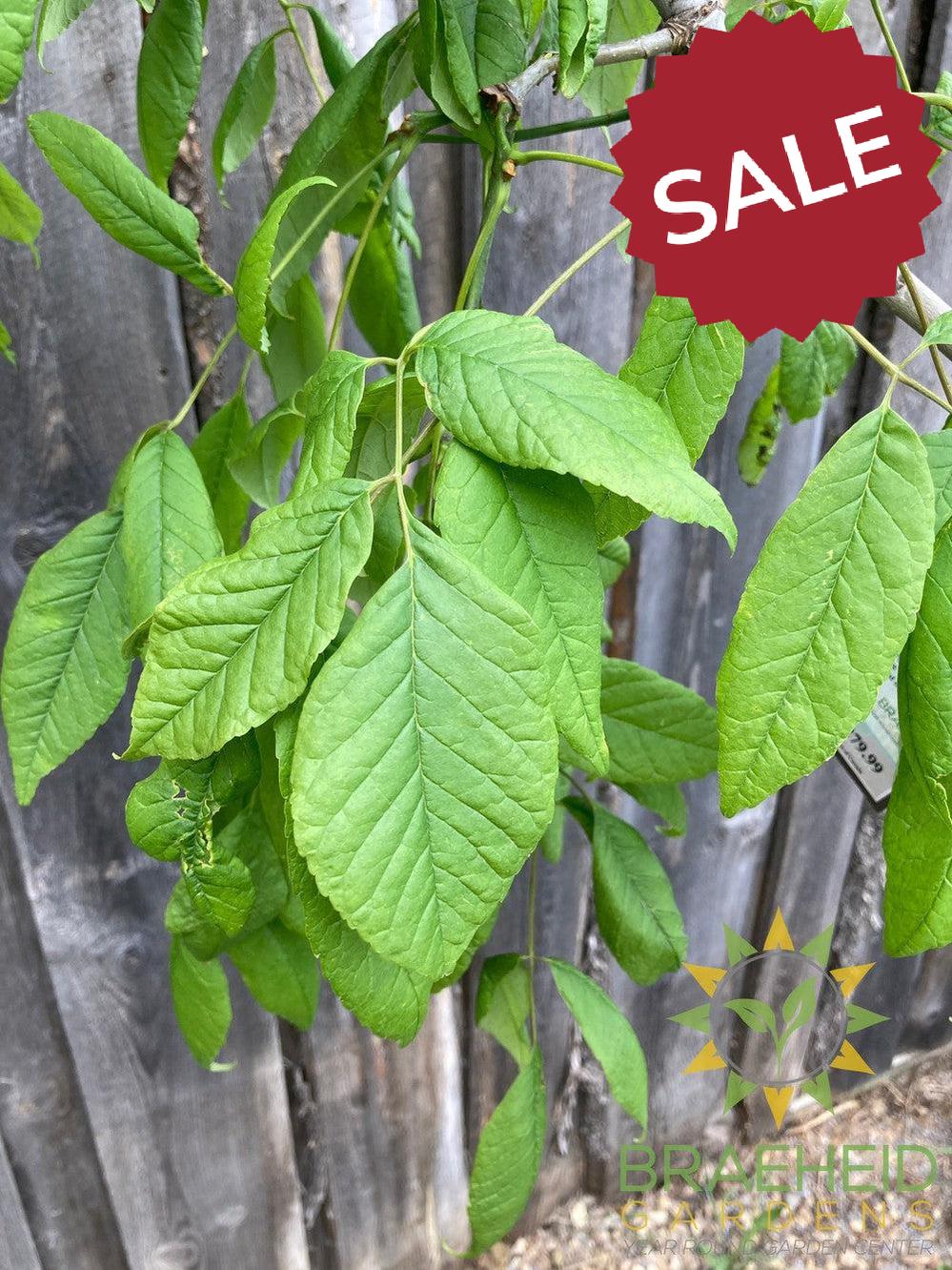 Tuxedo White Ash- Tree for sale, Grown in Grande Prairie -Braeheid Gardens Ltd. on Emerson Trail