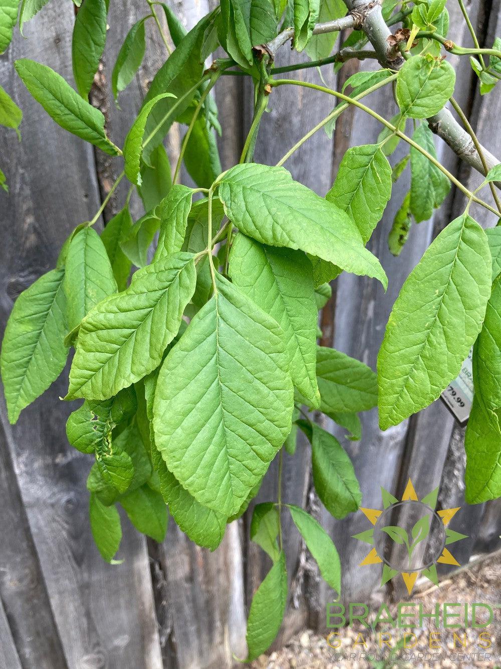 Tuxedo White Ash- Tree for sale, Grown in Grande Prairie -Braeheid Gardens Ltd. on Emerson Trail