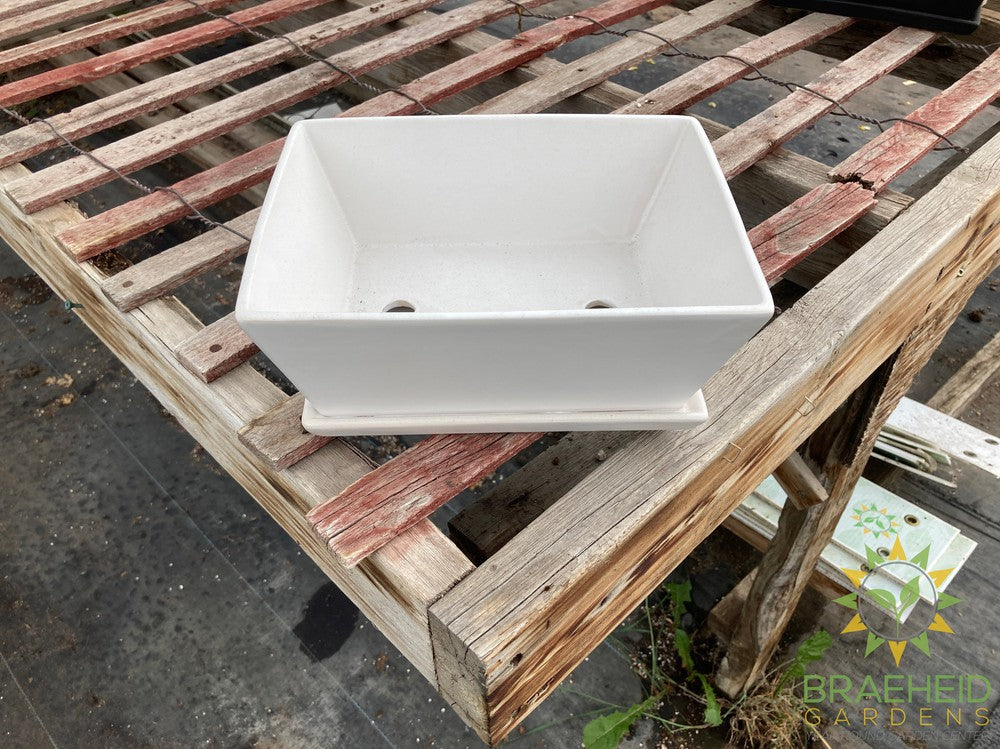 Matte Bonsai Pot assorted