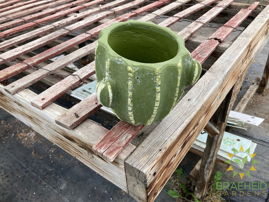 Cactus Cement Pot