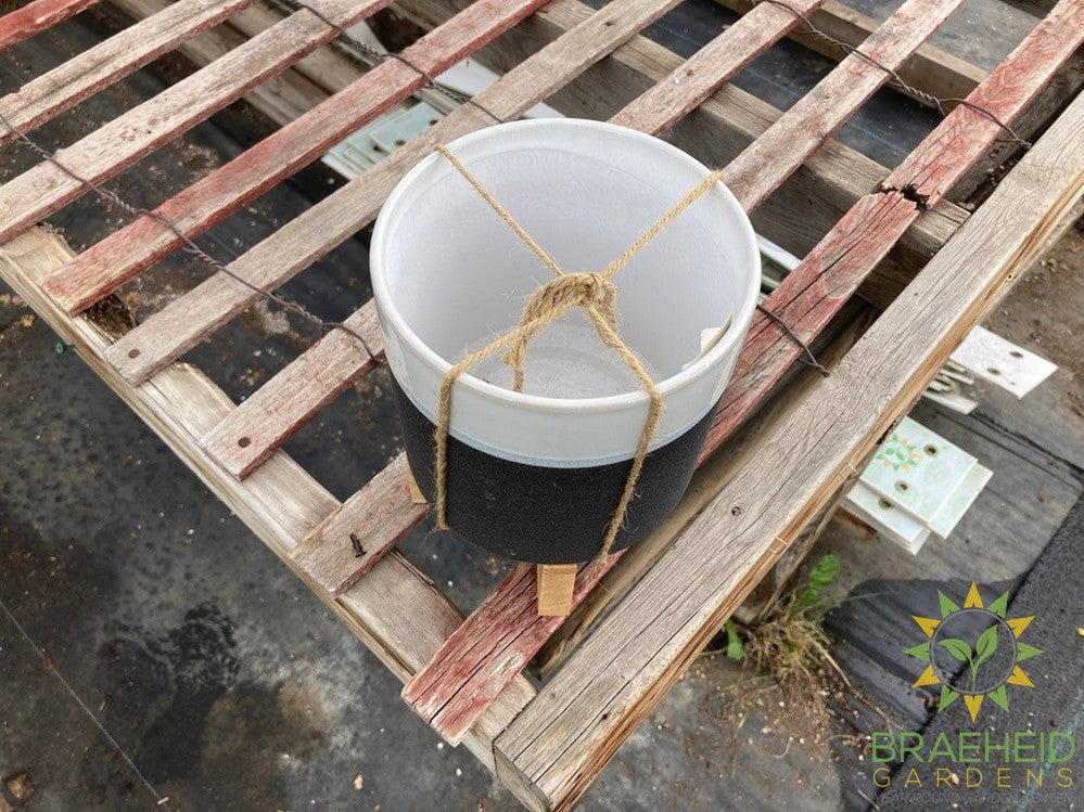 Noah Pot on Stand