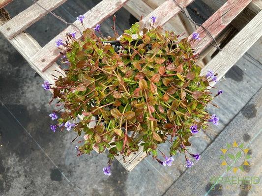 Lindernia Grandiflora