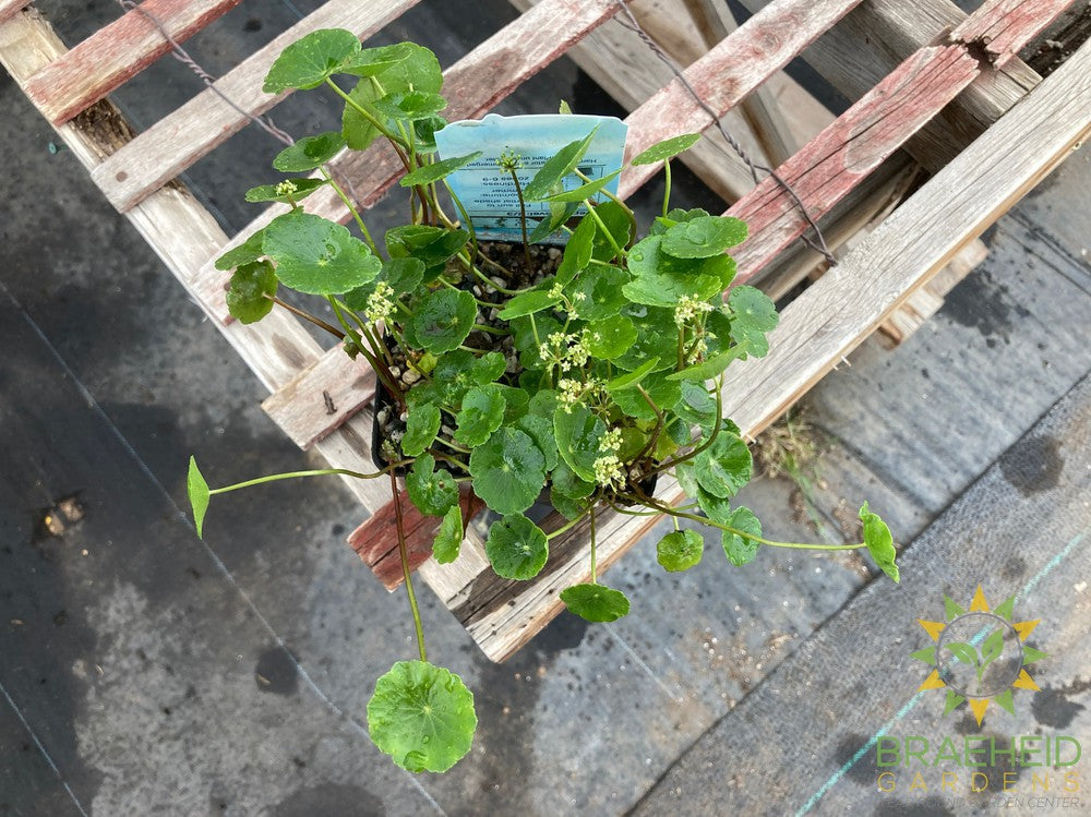 Pennywort (Hydrocotyle Vulgaris)