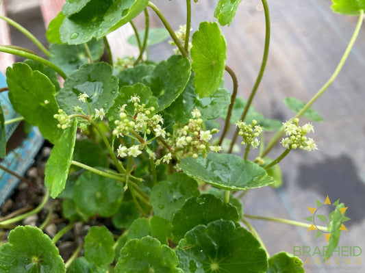 Pennywort (Hydrocotyle Vulgaris)