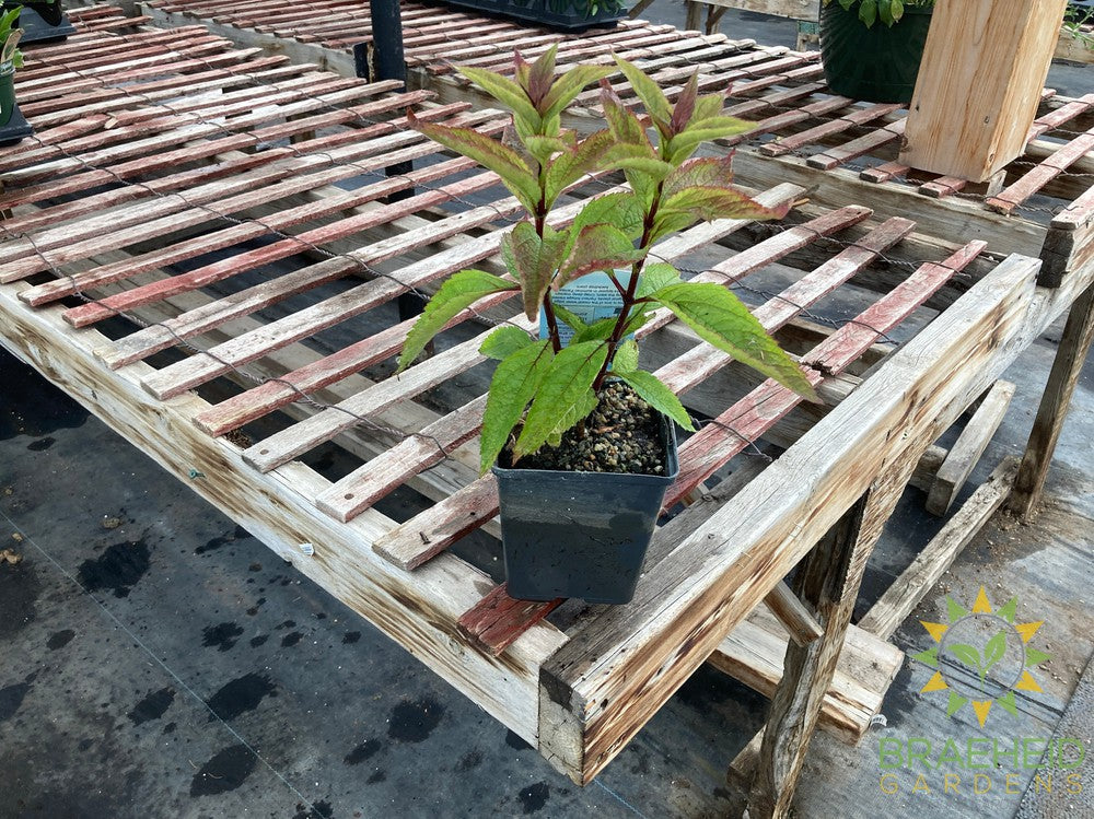 Eupatoriuim Baby Joe