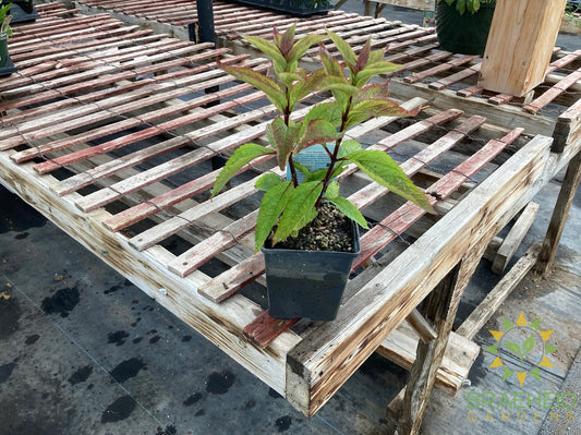 Eupatoriuim Baby Joe