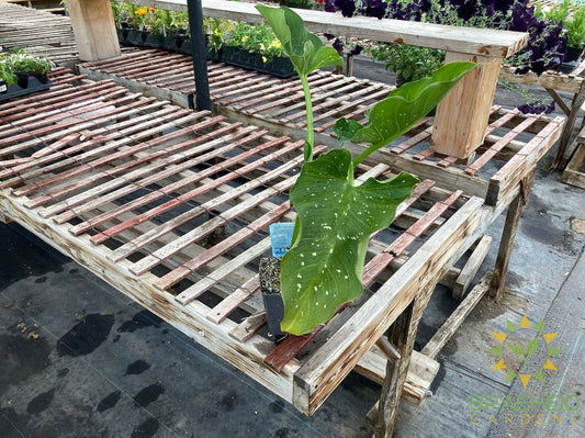 Zantedeschia Aethiopica