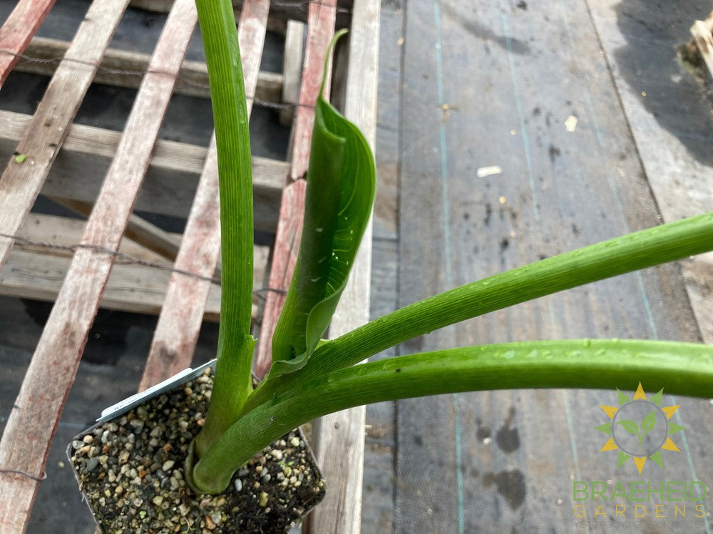 Zantedeschia Aethiopica