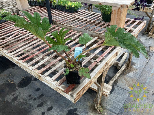 Giant Rhubarb - Water Plant