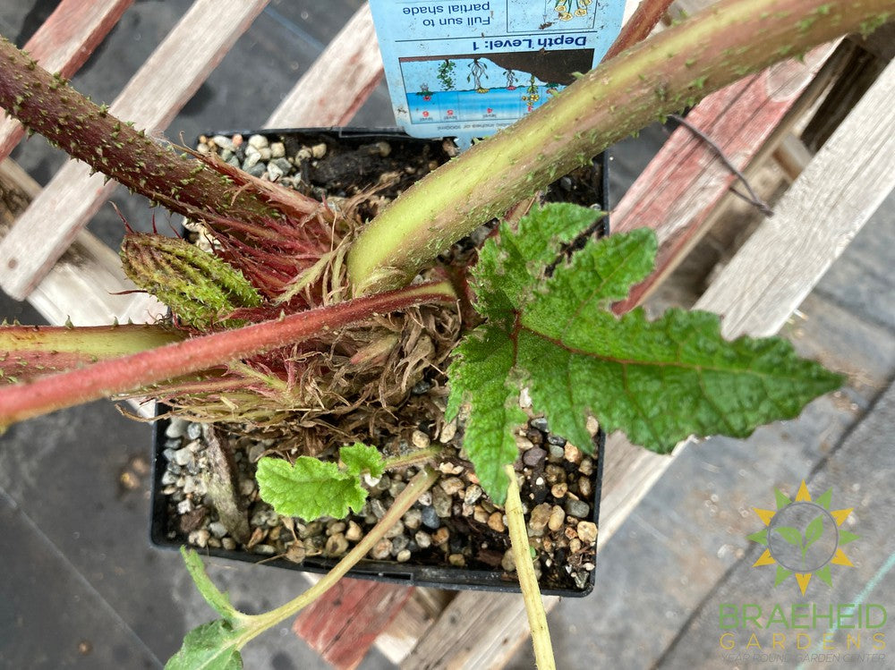 Giant Rhubarb - Water Plant