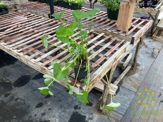 Caltha Palustris (Marsh Marigold)