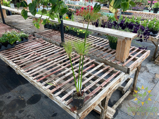 Cyperus percamenthus