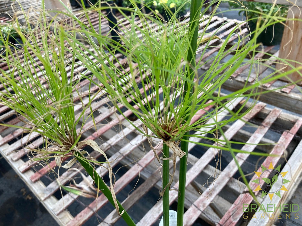 Cyperus percamenthus