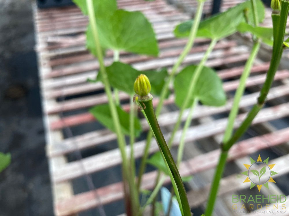 Caltha Palustris (Marsh Marigold)