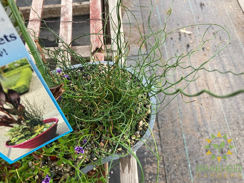 Aquakidney Basket Deluxe - Colocasia
