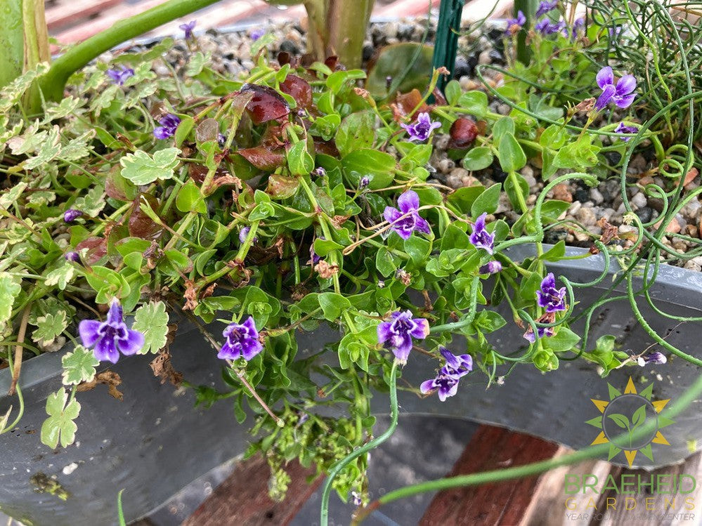 Aquakidney Basket Deluxe - Colocasia