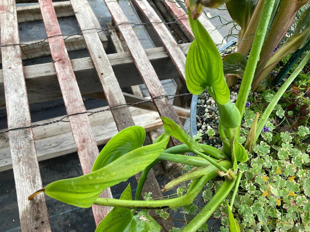 Aquakidney Basket Deluxe - Colocasia