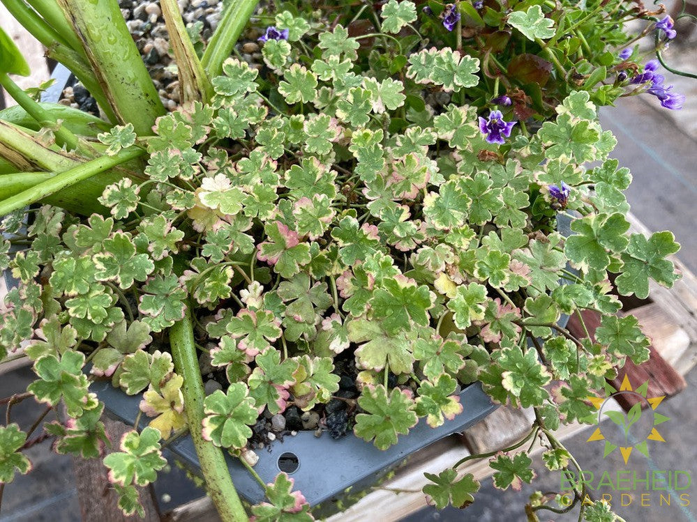 Aquakidney Basket Deluxe - Colocasia