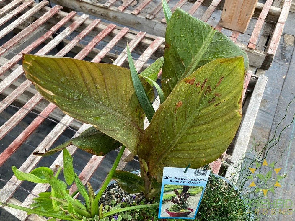 Aquakidney Basket Deluxe - Colocasia
