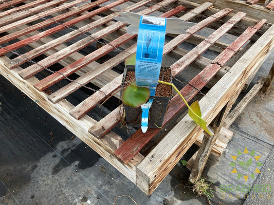 Marliac White Hardy Water Lily - Water Plant