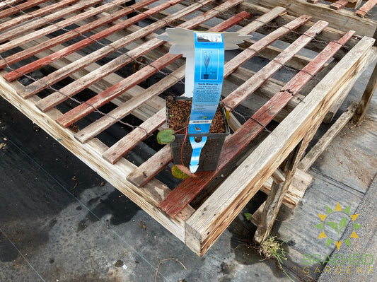 Nymphaea Yellow Chromatella - Water Plant