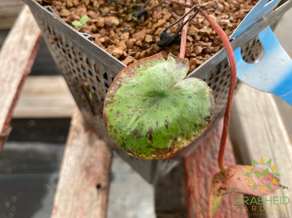 Nymphaea Yellow Chromatella - Water Plant