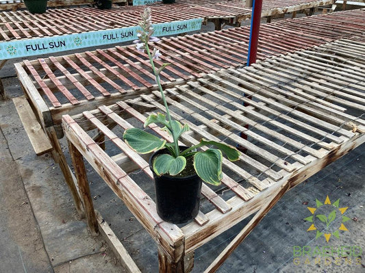 Earth Angel Hosta - NO SHIP -