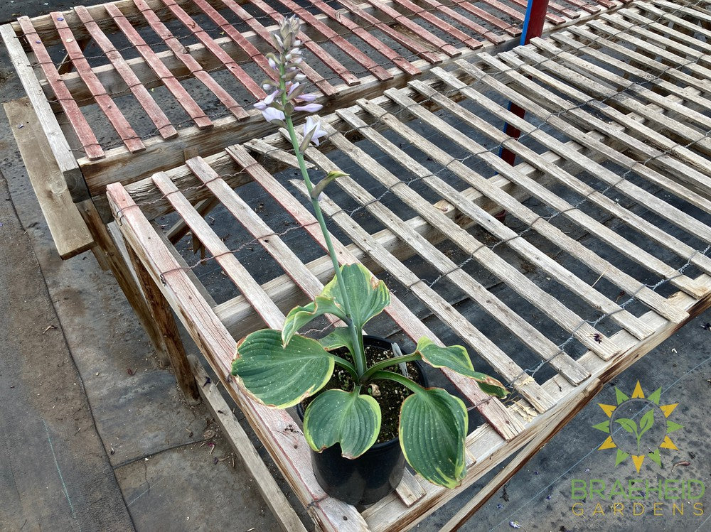 Earth Angel Hosta - NO SHIP -