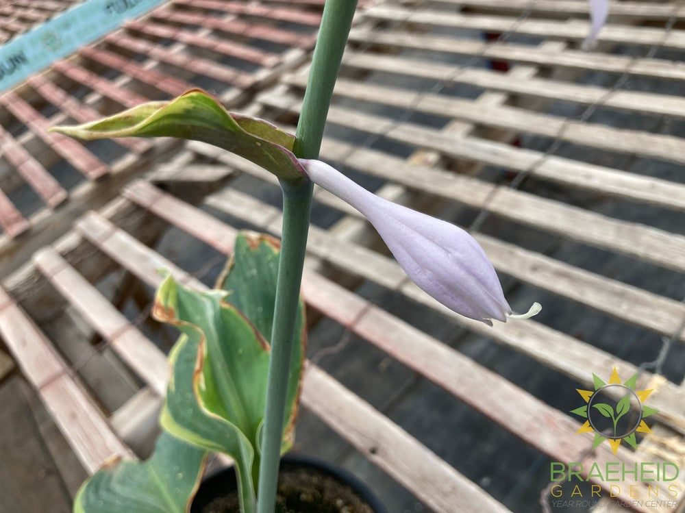 Earth Angel Hosta - NO SHIP -