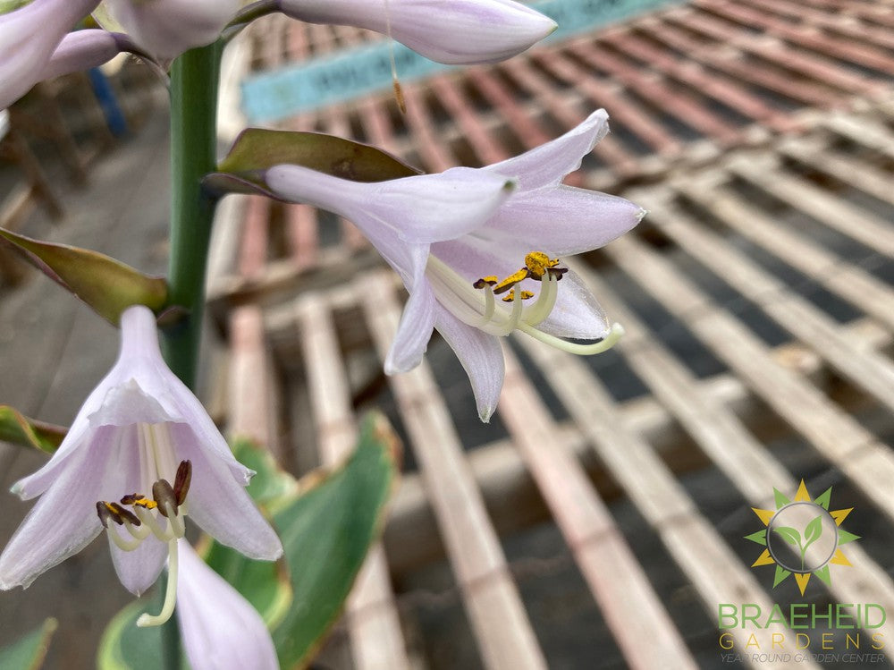 Earth Angel Hosta - NO SHIP -