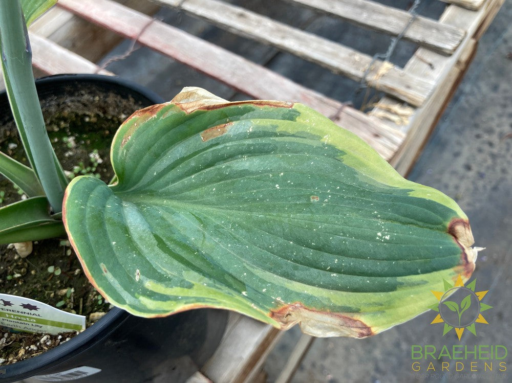 Earth Angel Hosta - NO SHIP -