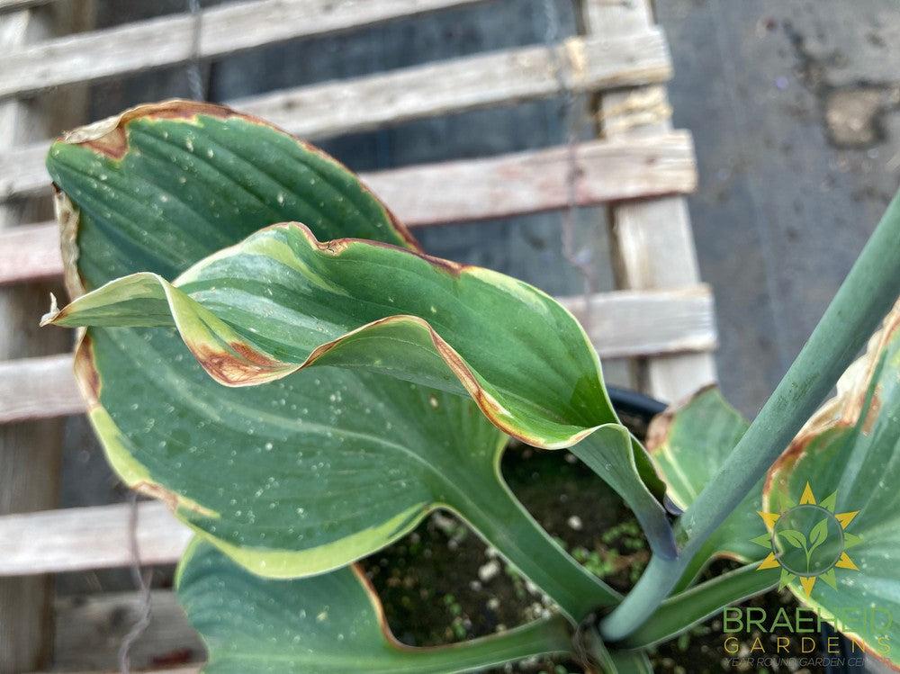 Earth Angel Hosta - NO SHIP -
