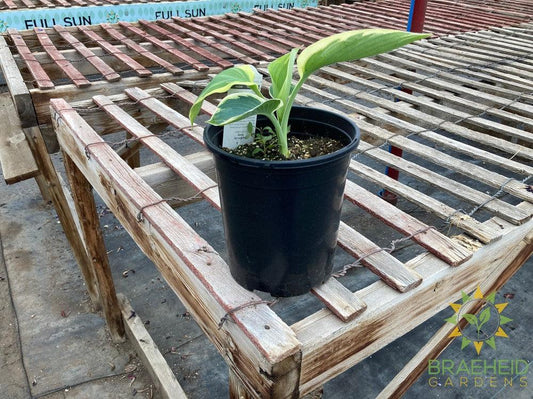 Hosta Orions Belt -NO SHIP -