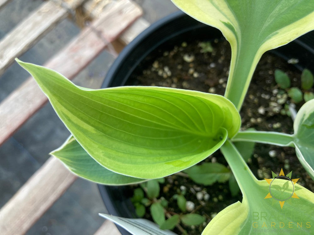 Hosta Orions Belt -NO SHIP -