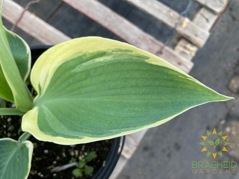 Hosta Orions Belt -NO SHIP -