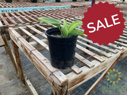 Blue Umbrella Hosta - NO SHIP