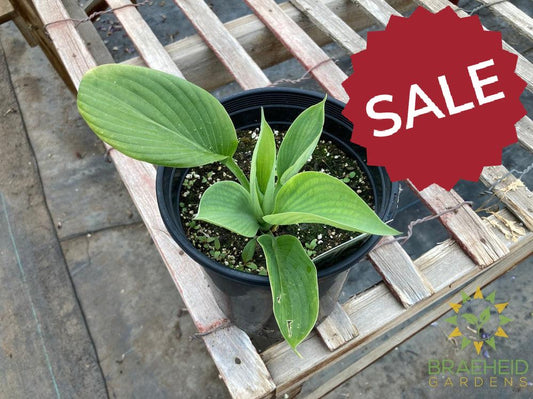 Blue Umbrella Hosta - NO SHIP