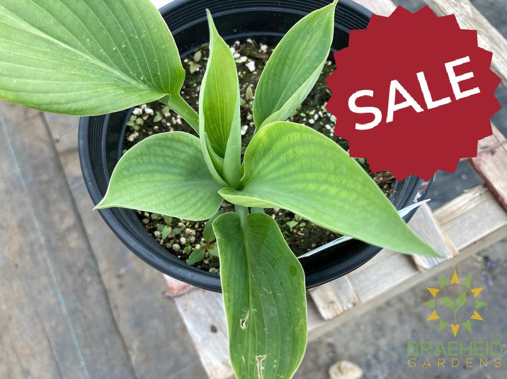 Blue Umbrella Hosta - NO SHIP