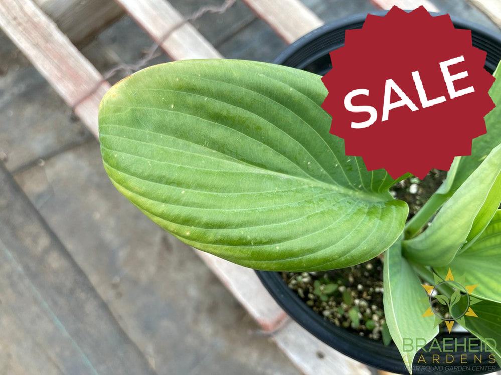 Blue Umbrella Hosta - NO SHIP