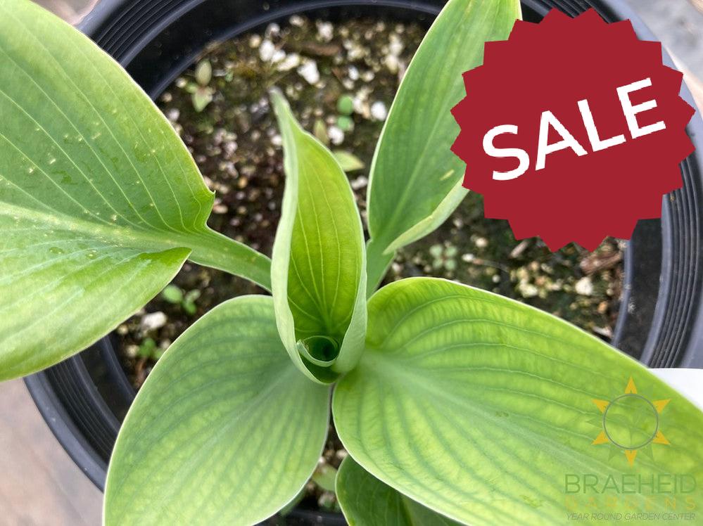 Blue Umbrella Hosta - NO SHIP