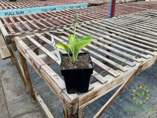 Warwick Comet Hosta - NO SHIP