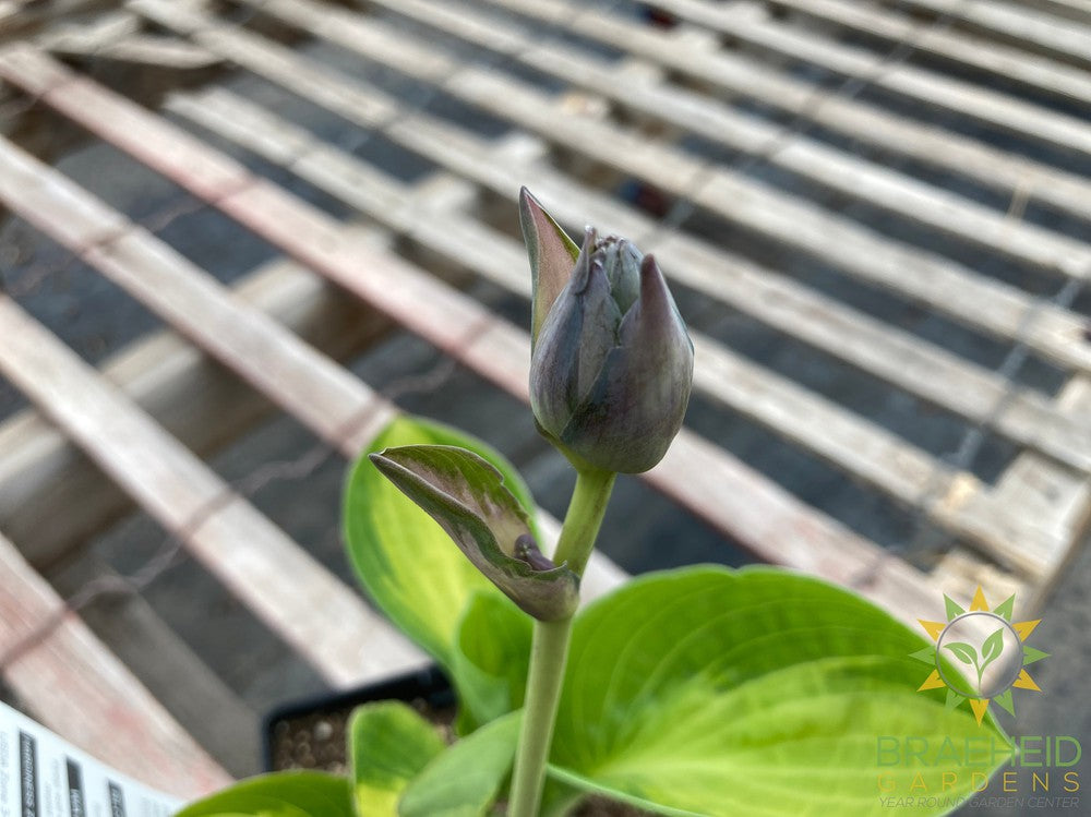 Warwick Comet Hosta - NO SHIP