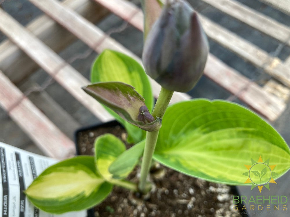 Warwick Comet Hosta - NO SHIP