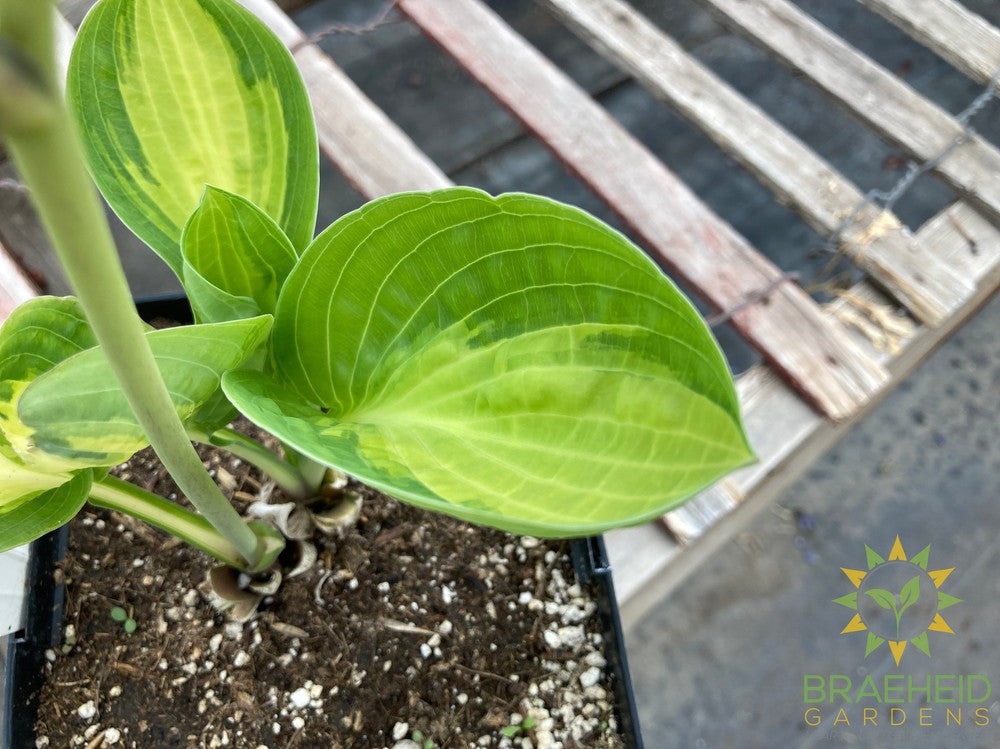Warwick Comet Hosta - NO SHIP