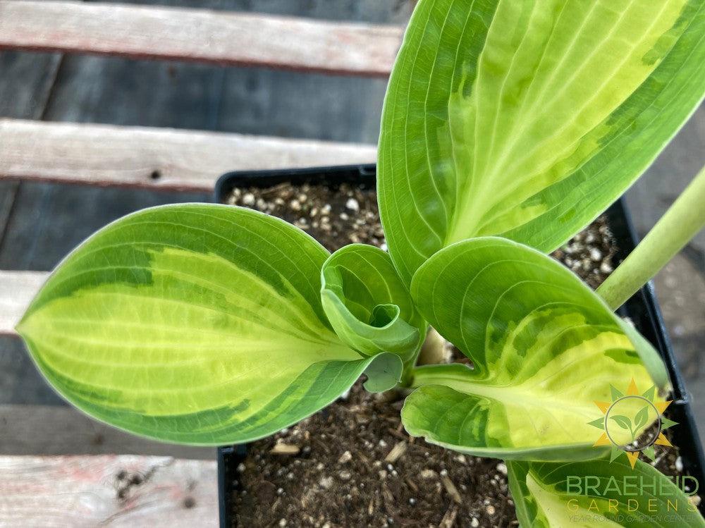 Warwick Comet Hosta - NO SHIP