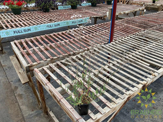 Gypsophila paniculata 'Festival White' - NO SHIP -