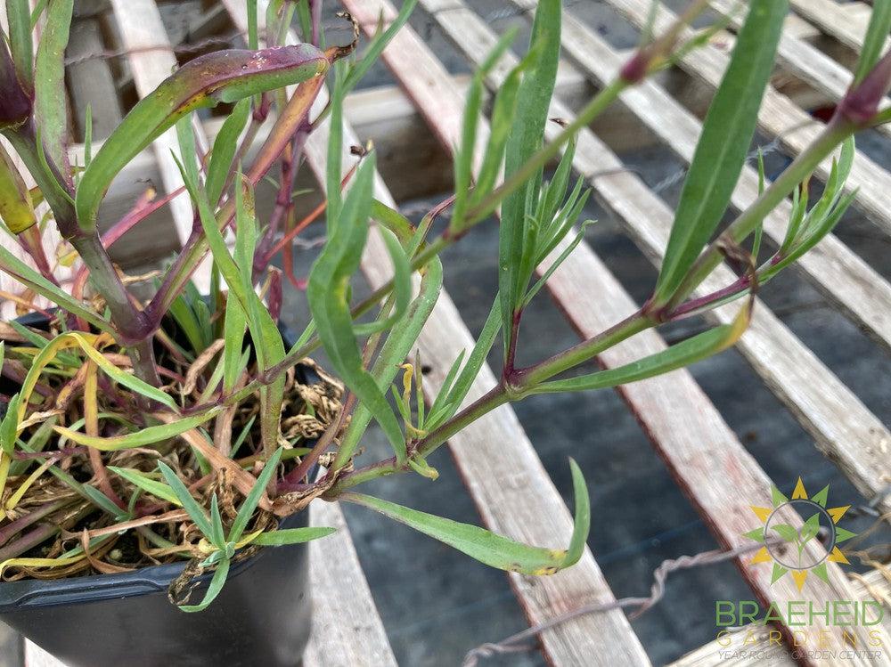Gypsophila paniculata 'Festival White' - NO SHIP -