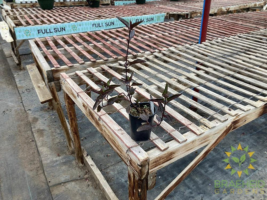 Heliopsis helianthoides 'Burning Hearts'