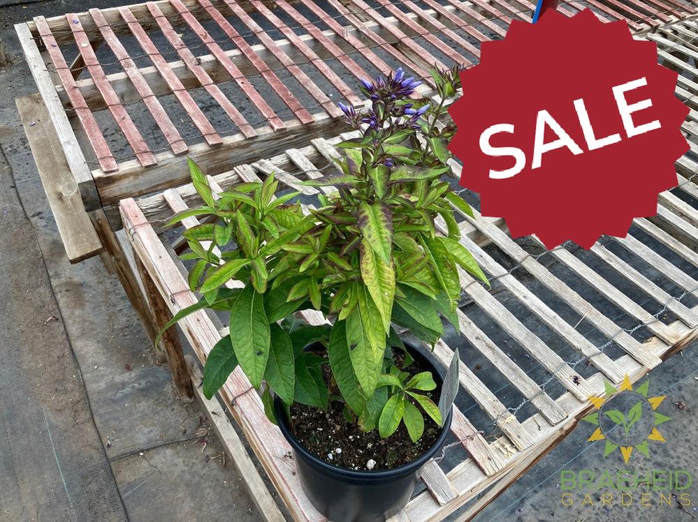 Phlox 'Flame Blue' - NO SHIP -