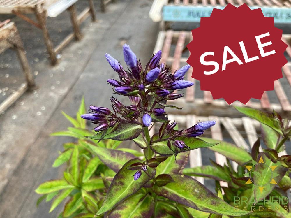 Phlox 'Flame Blue' - NO SHIP -
